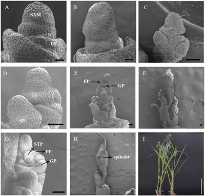Transcriptomic response for revealing the molecular mechanism of oat flowering under different photoperiods